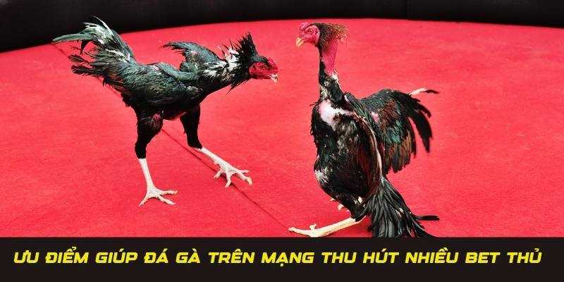 Ưu điểm giúp đá gà trên mạng thu hút được nhiều bet thủ