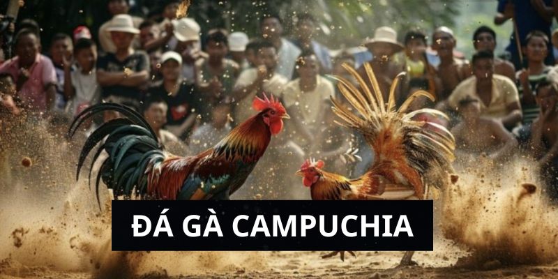 Giới thiệu đôi nét về đá gà Campuchia